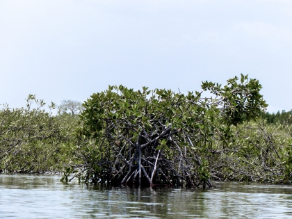 Mangrove Sénégal